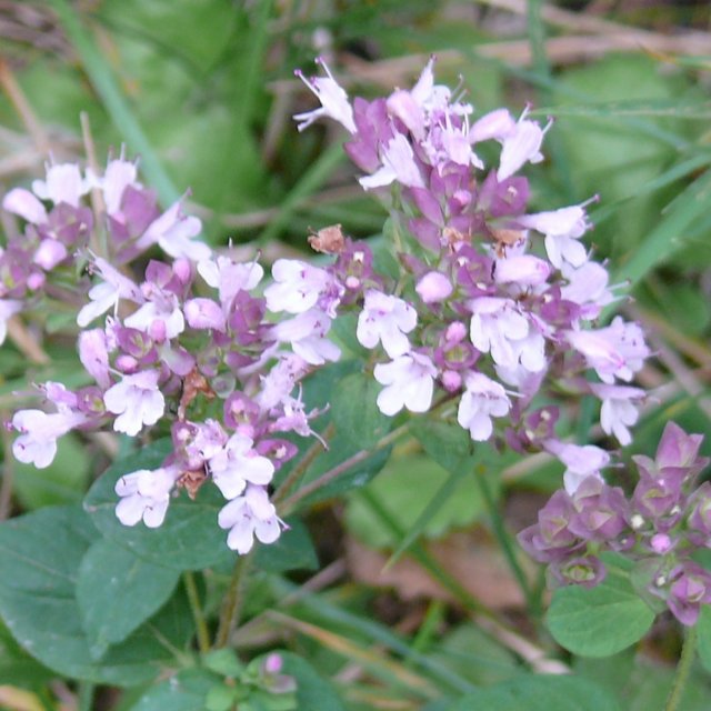 Fleurs d'origan