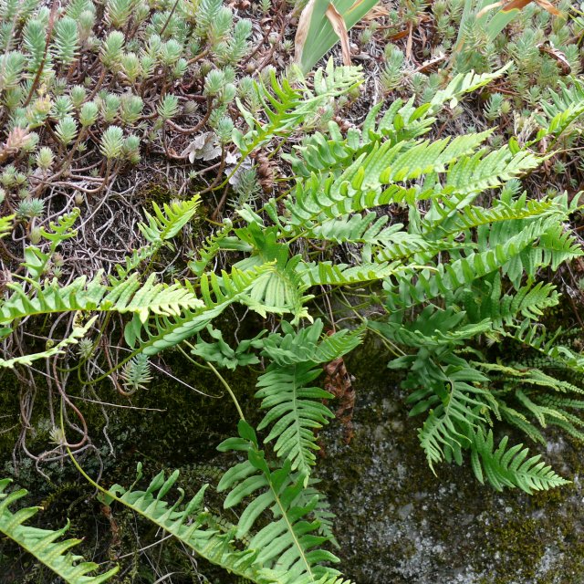 Polypode intermédiaire