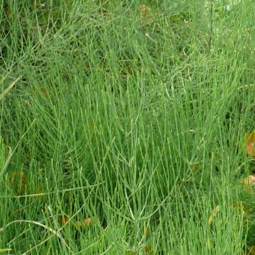 Prêle des champs - tige stérile