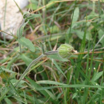 Compagnon blanc - calice