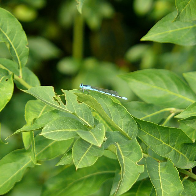 Agrion porte coupe - mâle