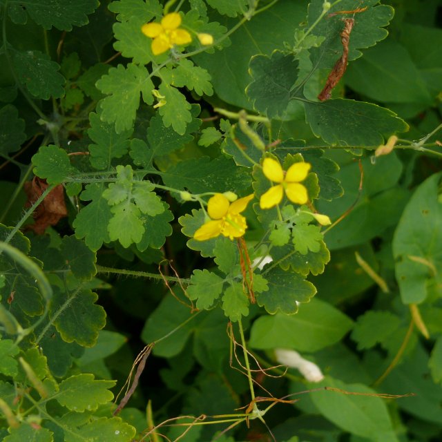 Chélidoine - fleurs