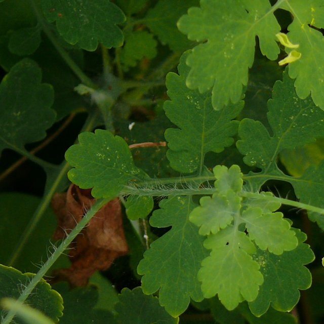 Chélidoine - feuilles