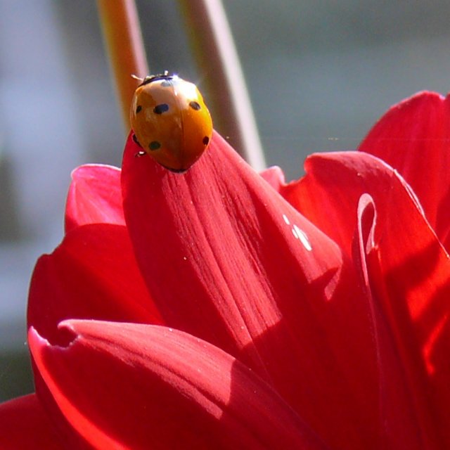 Coccinelle à sept points