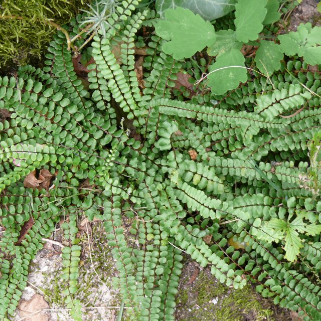 Doradille fausse capillaire