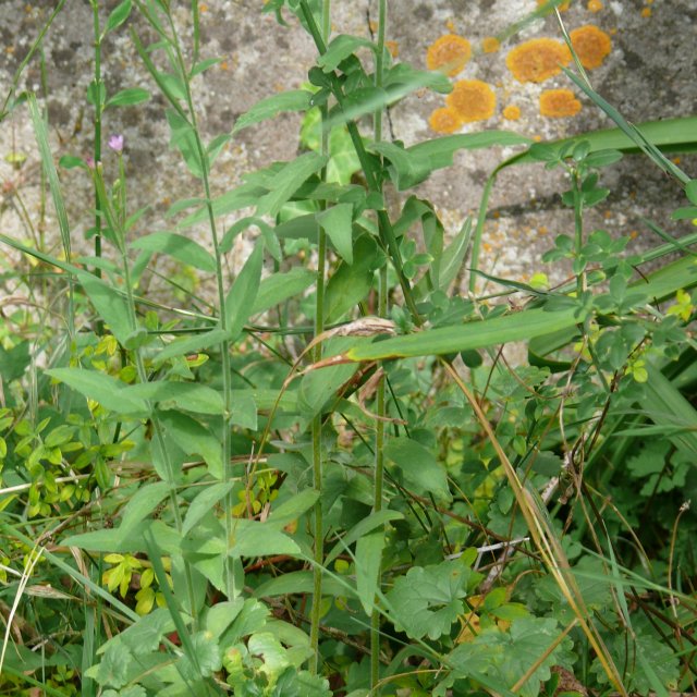 Epilobe à petites fleurs