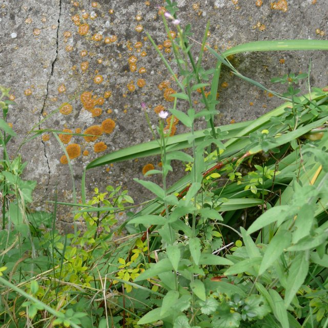 Epilobe à petites fleurs