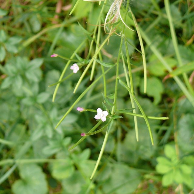 Epilobe à petites fleurs - fleurs et fruits