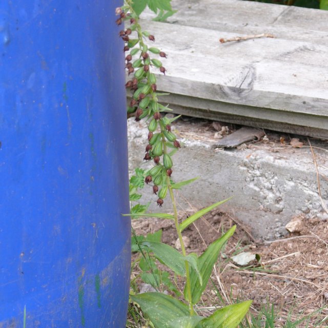 Epipactis à larges feuilles