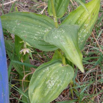 Epipactis à larges feuilles