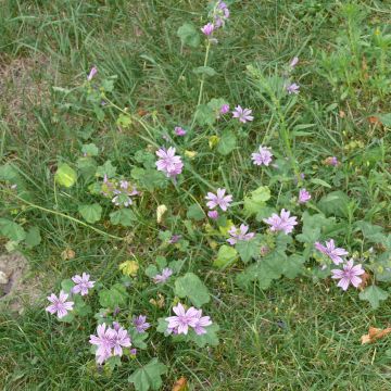 Mauve sylvestre photo