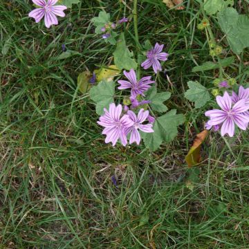 Mauve sylvestre