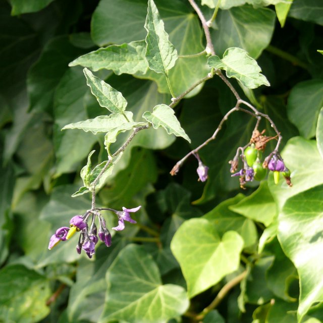 Morelle douce-amère - fleurs