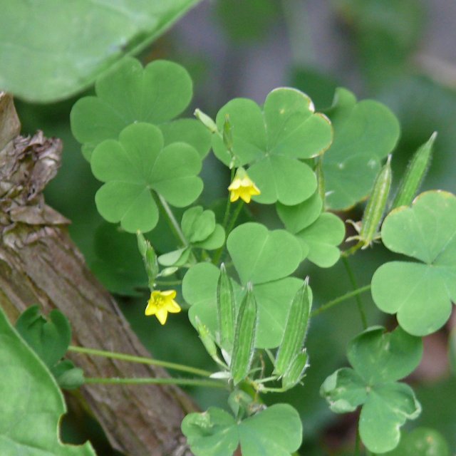 Oxalis raide