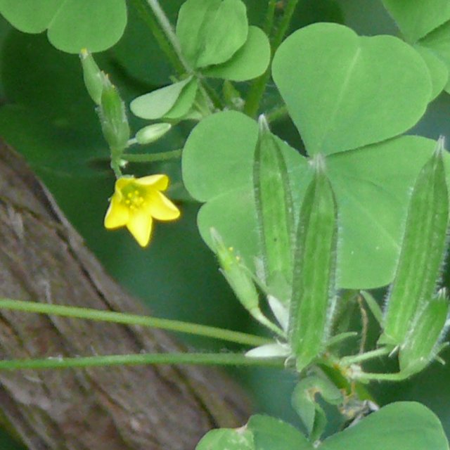 Oxalis raide