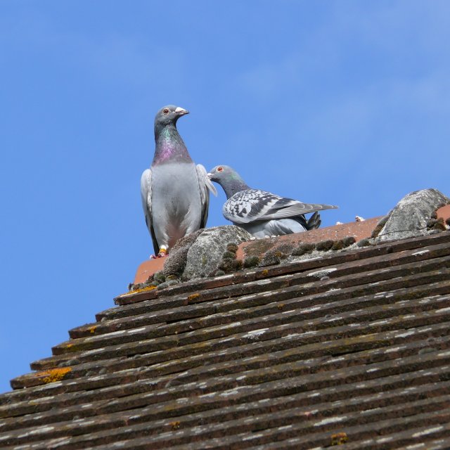 Pigeons bisets