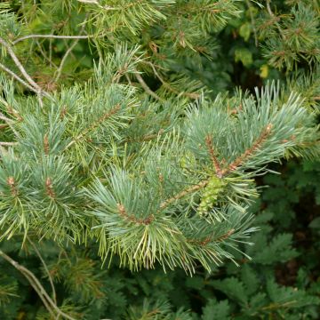 Pin sylvestre - cône femelle