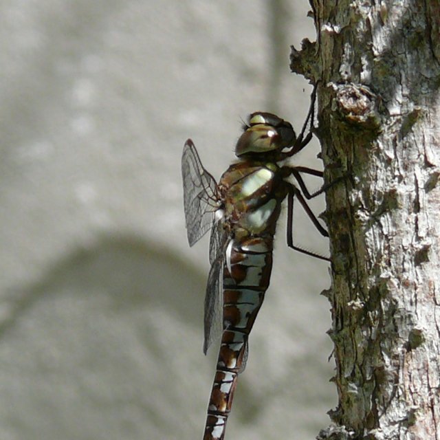 Aeschne bleue - femelle