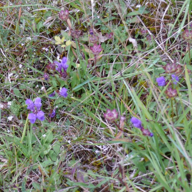 Brunelle à grandes fleurs