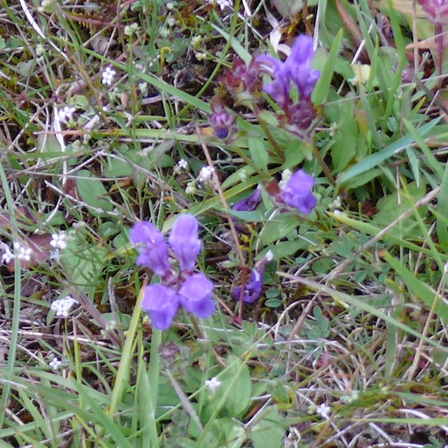 Brunelle à grandes fleurs