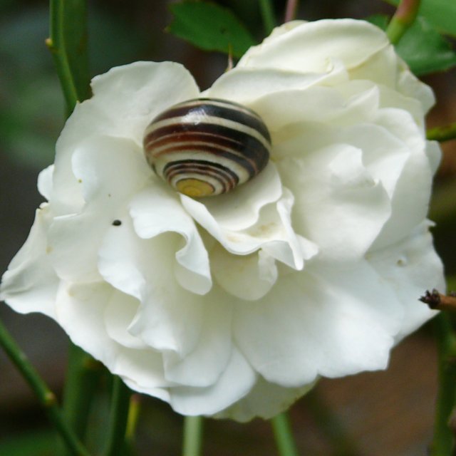 Escargot des haies, jardins ou forêts