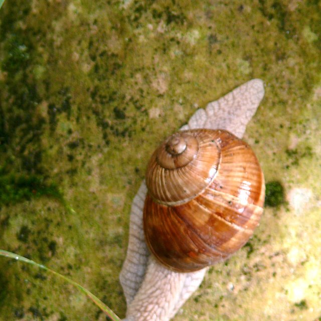 Escargot de Bourgogne