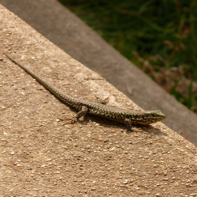 Lézard des murailles