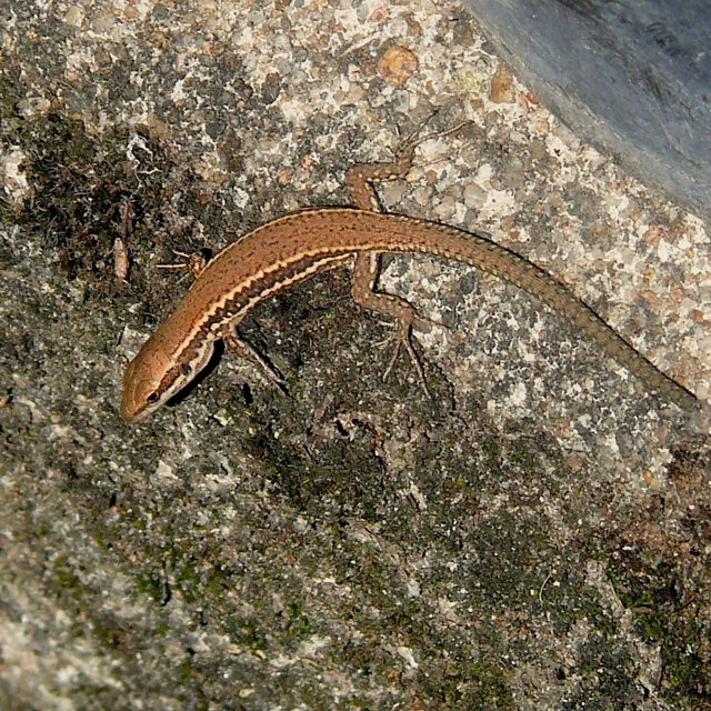 Lézard des murailles - juvénile