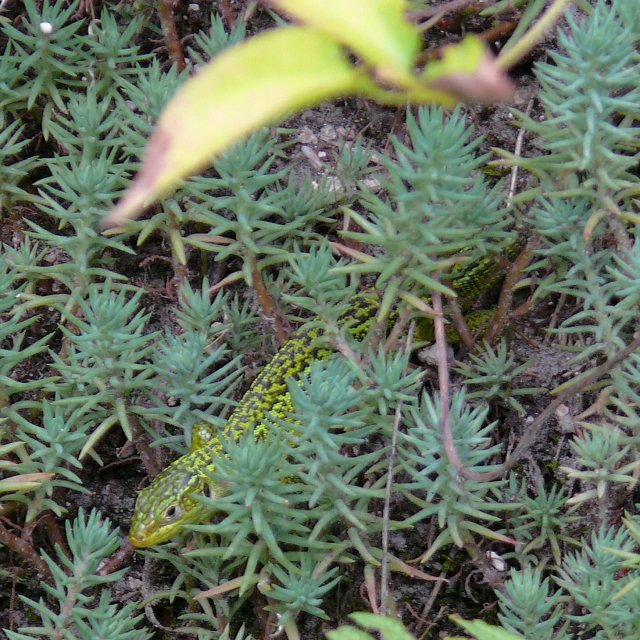 Lézard vert occcidental