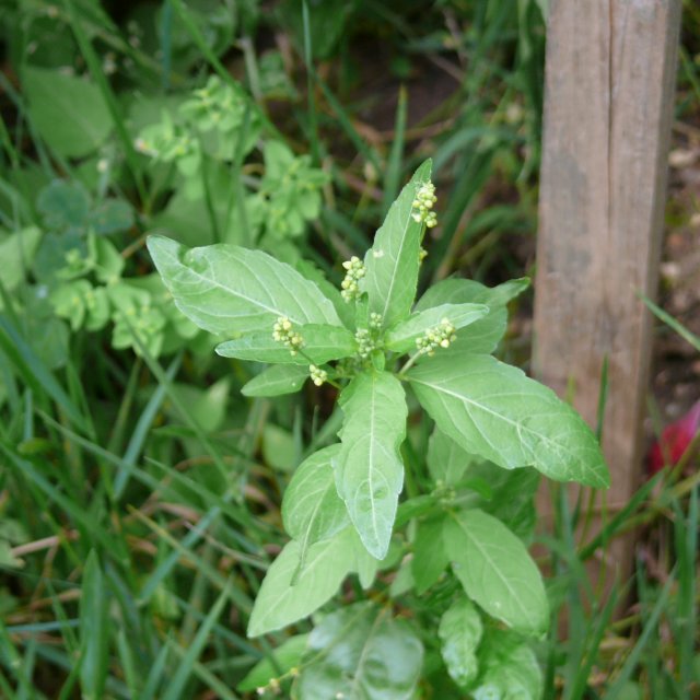 Mercuriale annuelle - mâle