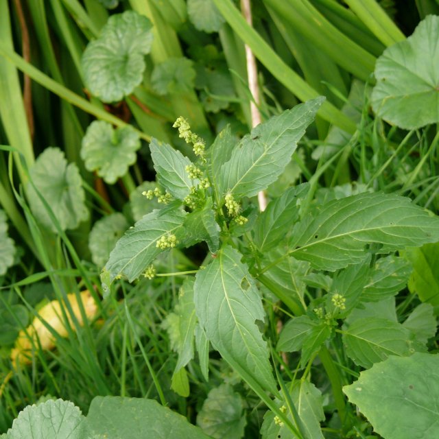 Mercuriale annuelle - mâle