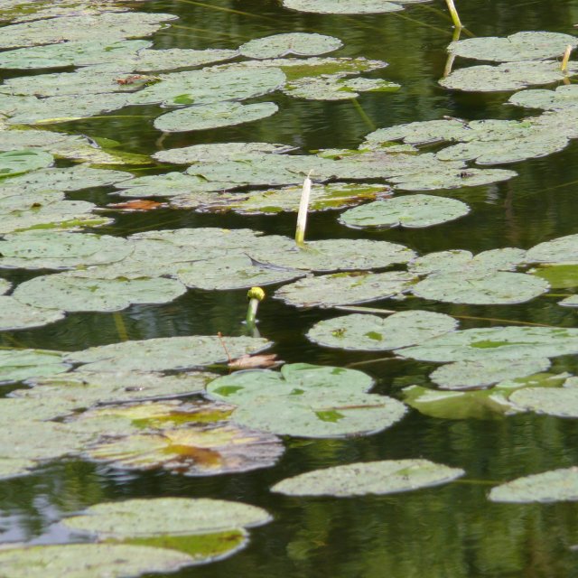 Nénuphar jaune - feuilles flottantes