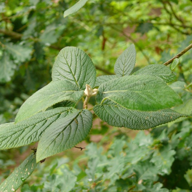 Viorne lantane - feuilles