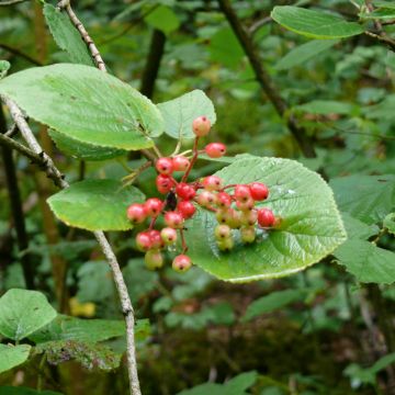 Viorne lantane - fruits