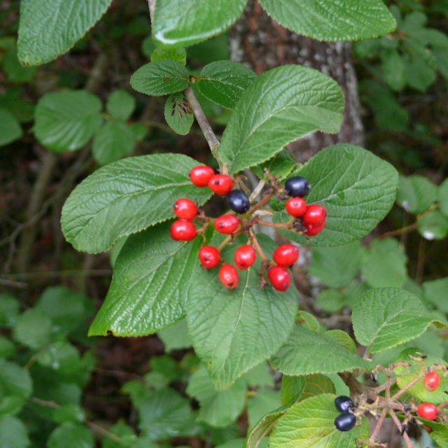 Viorne lantane - fruits