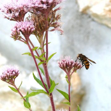 Volucelle gâtinaise - mâle