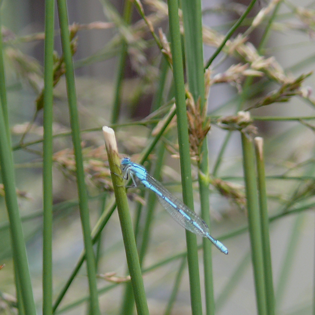 Agrion porte coupe - mâle