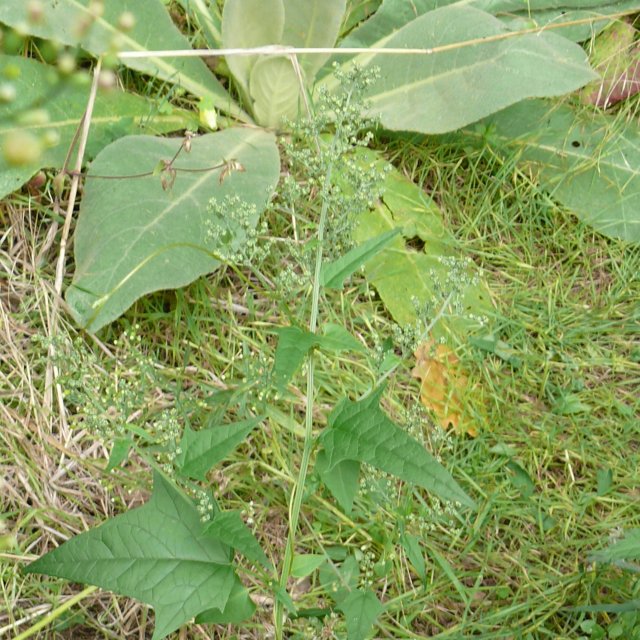 Chénopode hybride - fleurs