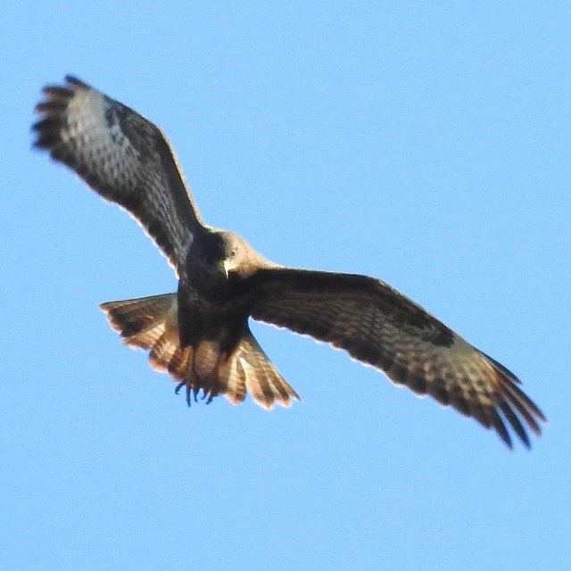 Buse variable