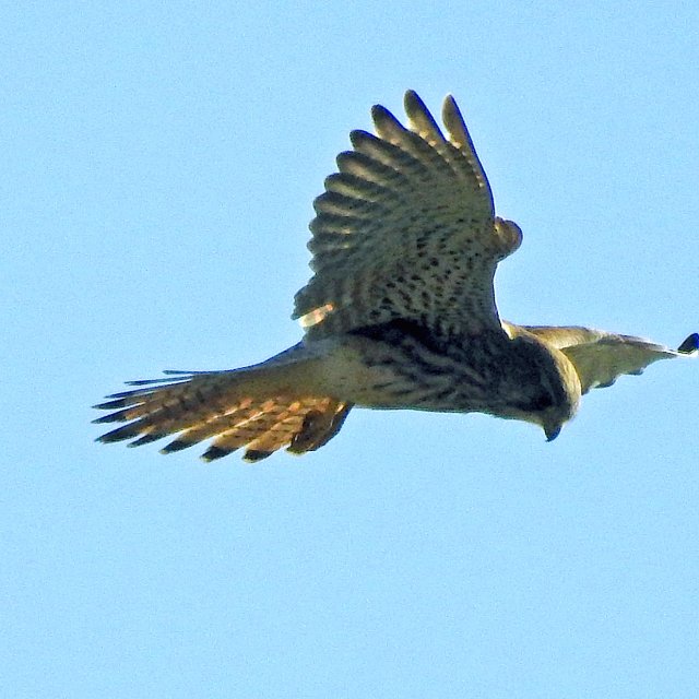 Faucon crécerelle