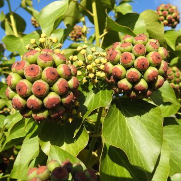 Lierre grimpant - fleurs et fruits