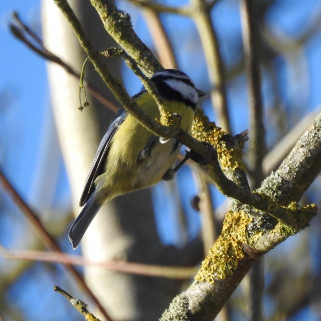 Mésange bleue