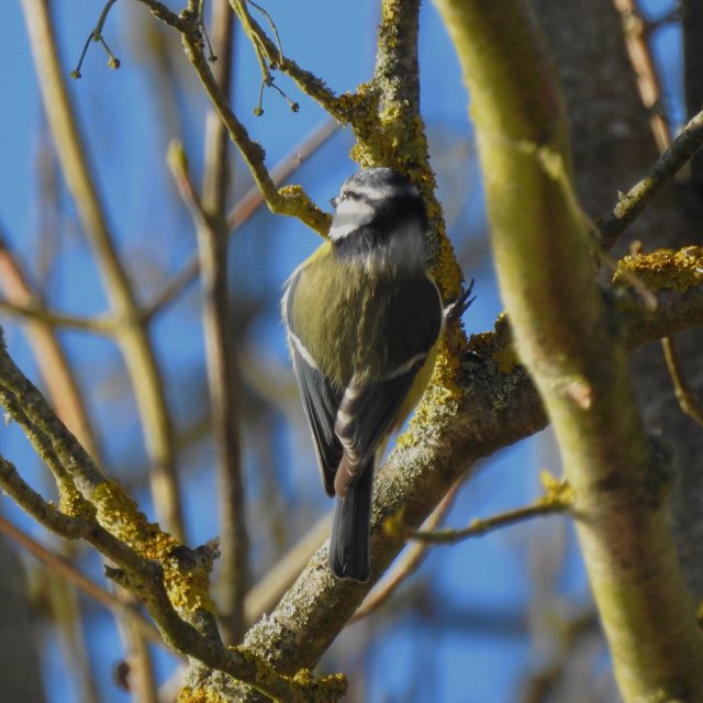 Mésange bleue