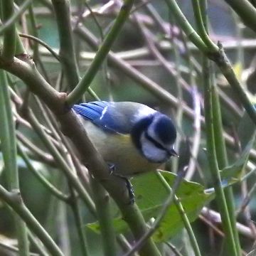 Mésange bleue