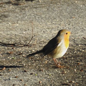 Rouge-gorge photo