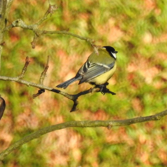 Mésange charbonnière