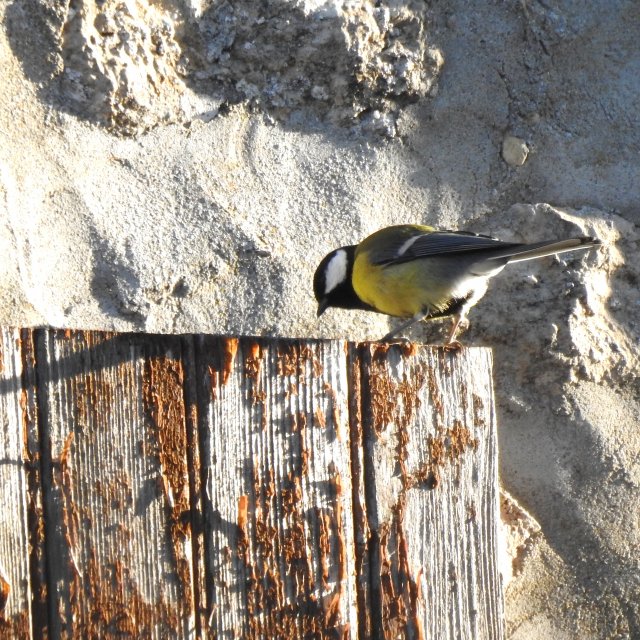 Mésange charbonnière - mâle