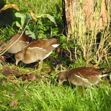 Poule d’eau photo