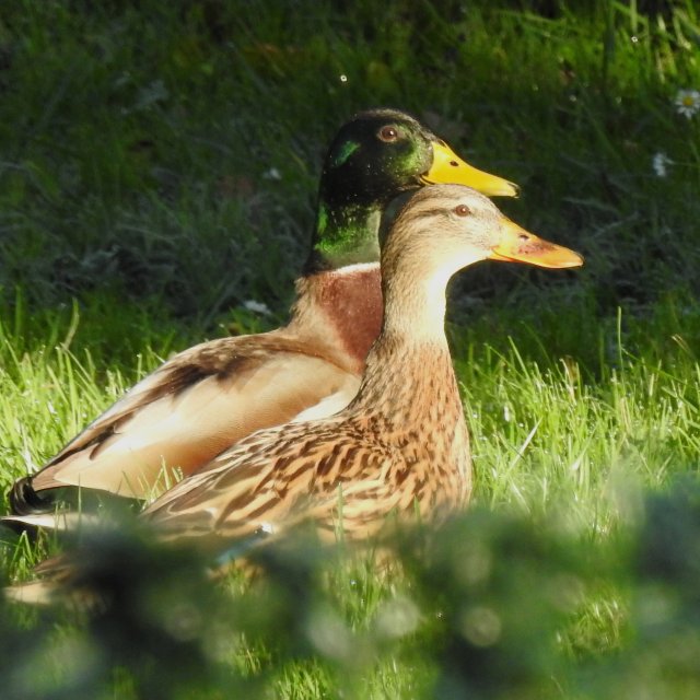 Monsieur et madame