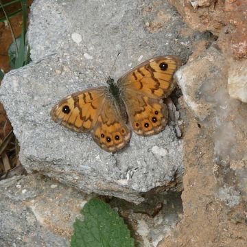 Mégère photo